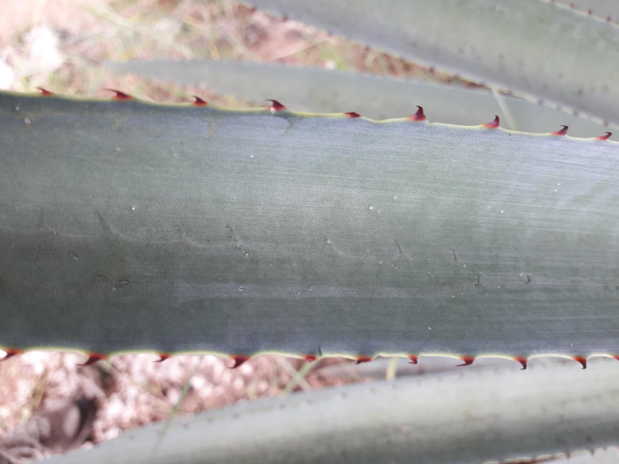 Agave vivipara
